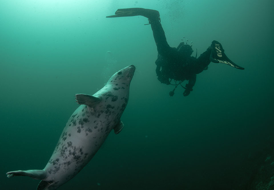 A-curious-seal-swims-up-to-a-scuba-diver