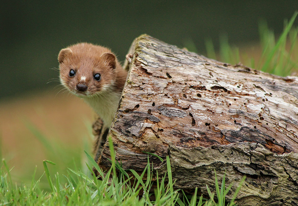 A stoat (Mustela erminea) popping its head out of a hollow log