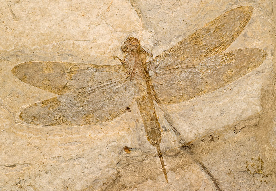 Fossil of a dragonfly