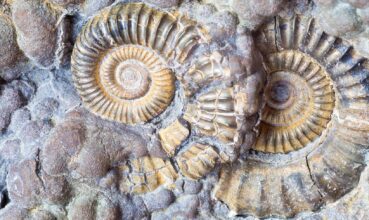 Lower Jurassic ammonites preserved in pyrite