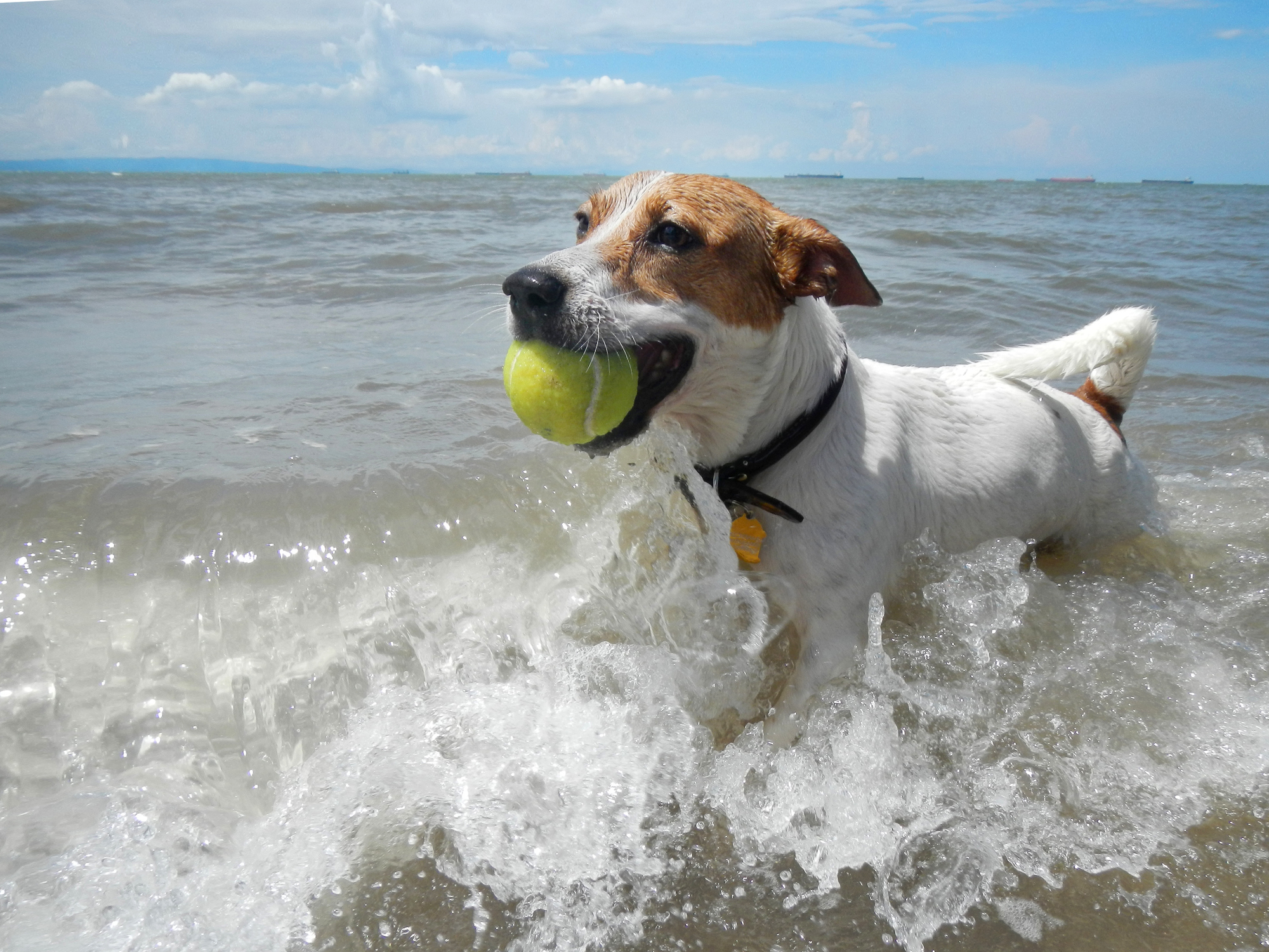 Dog Friendly Rhosneigr Best Things To Do With Your Canine