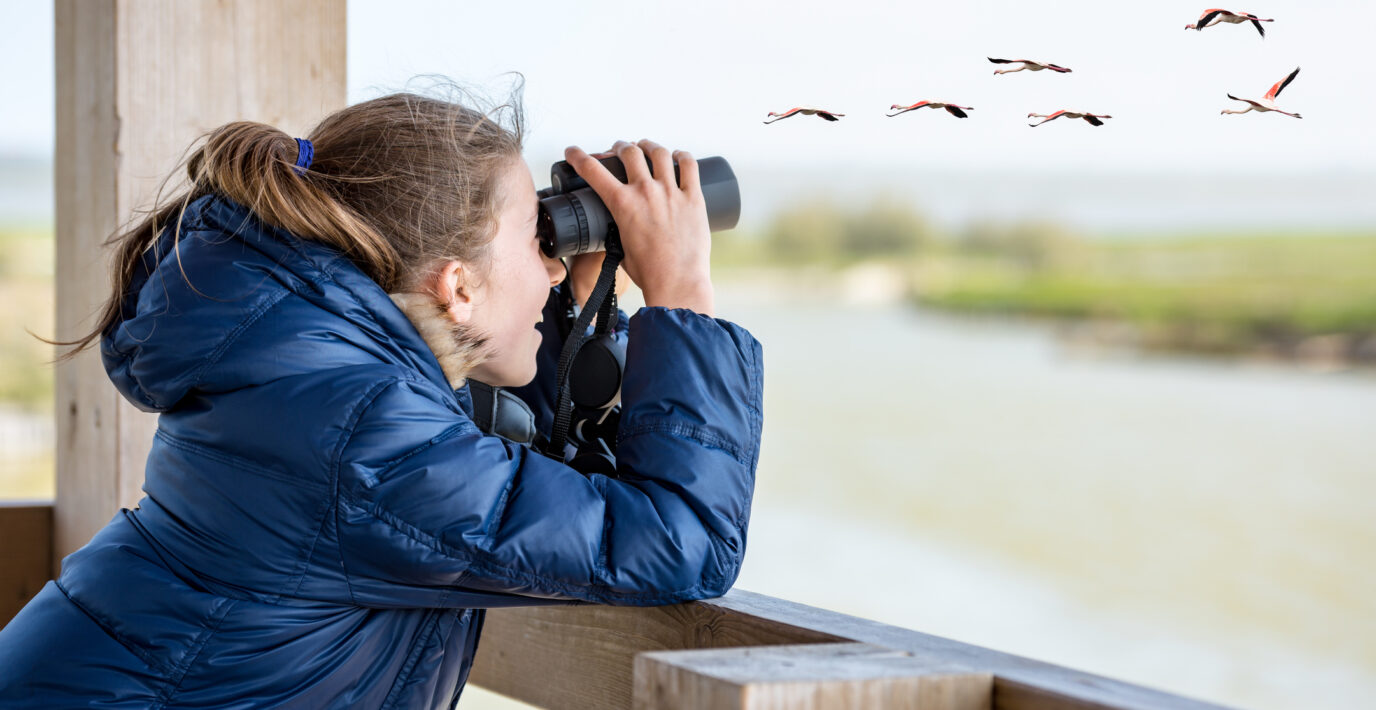 Bird Watching In Anglesey