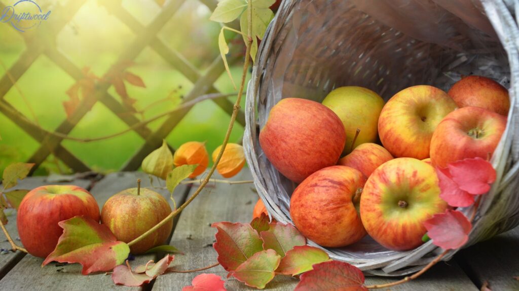 A bucket on it's side with apples inside